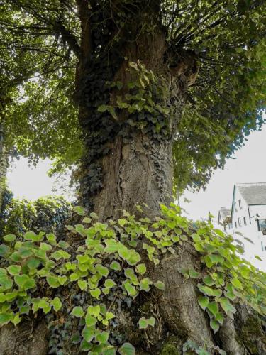 Der Stamm der Lutherlinde